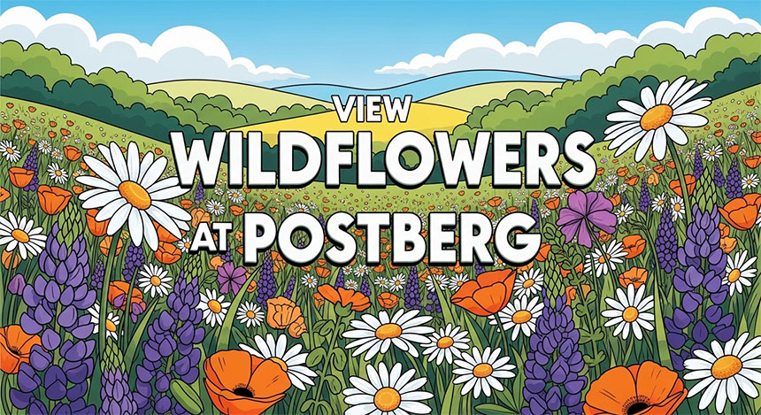 View Wildflowers at Postberg